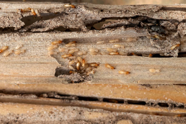Best Best Pest Control Companies  in New Whiteland, IN