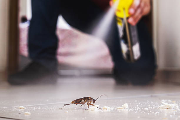 Best Affordable Pest Control Services  in New Whiteland, IN